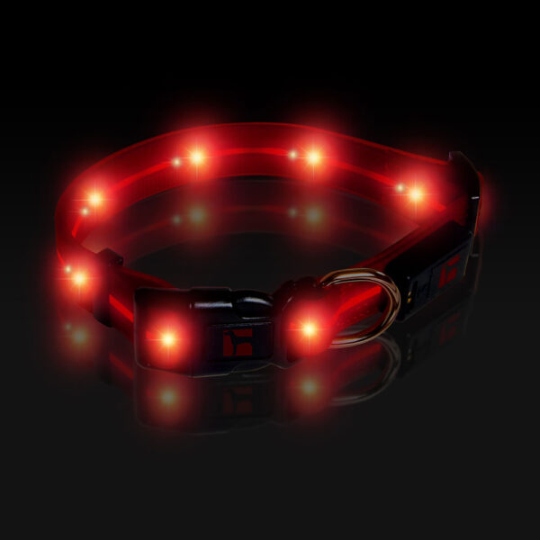 LED Adjustable Collar Large Red, Night